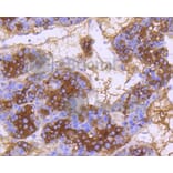 Immunohistochemistry - Anti-DNAJC15 Antibody (A11380) - Antibodies.com