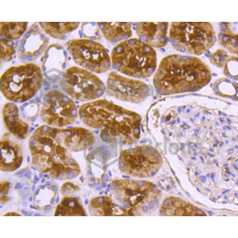 Immunohistochemistry - Anti-DNAJC15 Antibody (A11380) - Antibodies.com