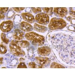 Immunohistochemistry - Anti-DNAJC15 Antibody (A11380) - Antibodies.com