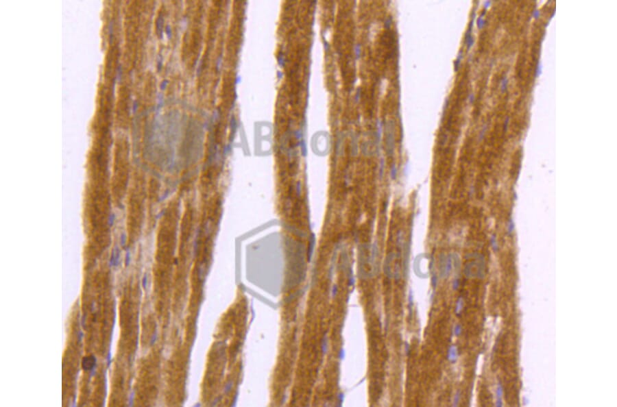 Immunohistochemistry - Anti-DNAJC15 Antibody (A11380) - Antibodies.com