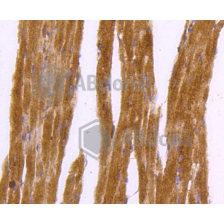 Immunohistochemistry - Anti-DNAJC15 Antibody (A11380) - Antibodies.com