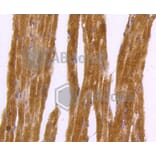 Immunohistochemistry - Anti-DNAJC15 Antibody (A11380) - Antibodies.com