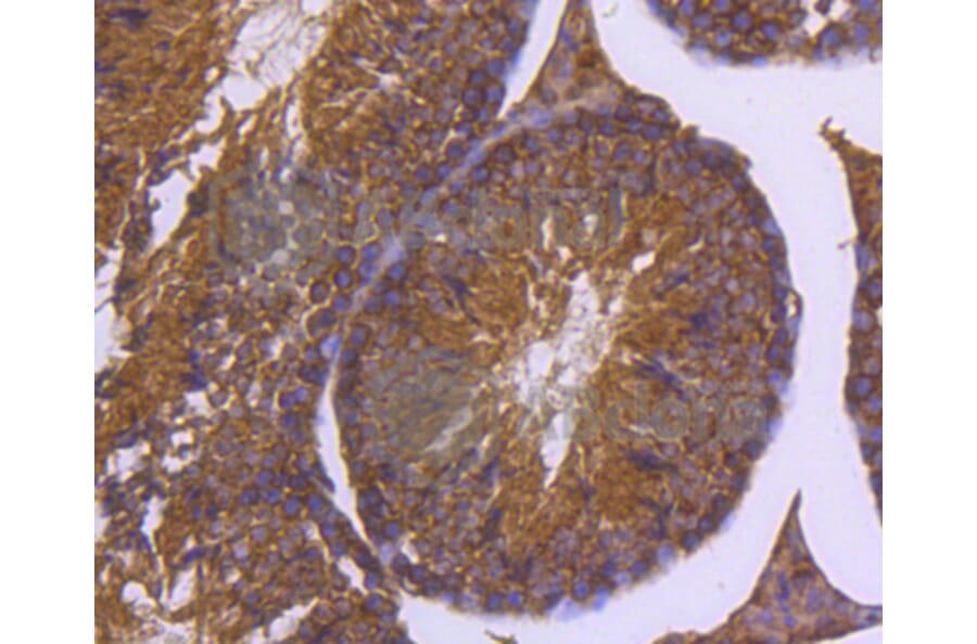 Immunohistochemistry - Anti-DNAJC15 Antibody (A11380) - Antibodies.com