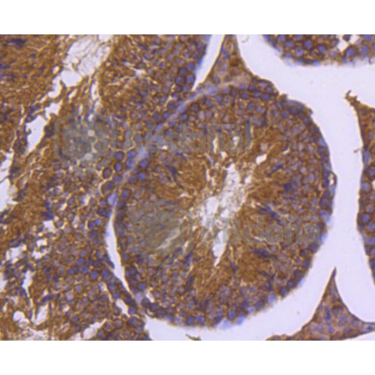 Immunohistochemistry - Anti-DNAJC15 Antibody (A11380) - Antibodies.com