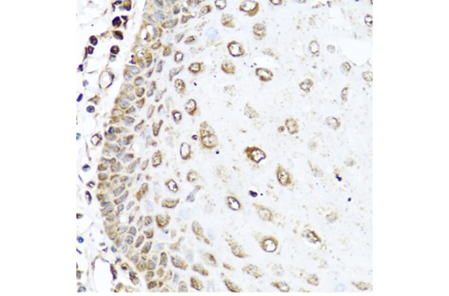 Immunohistochemistry - Anti-RAC2 Antibody (A13303) - Antibodies.com