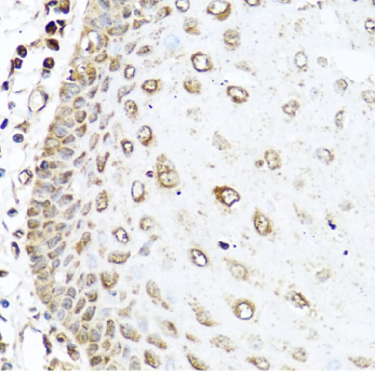 Immunohistochemistry - Anti-RAC2 Antibody (A13303) - Antibodies.com