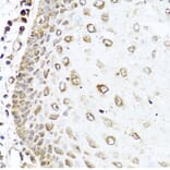 Immunohistochemistry - Anti-RAC2 Antibody (A13303) - Antibodies.com