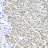 Immunohistochemistry - Anti-RAC2 Antibody (A13303) - Antibodies.com