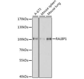 Western Blot - Anti-RALBP1 Antibody (A13307) - Antibodies.com