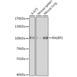 Western Blot - Anti-RALBP1 Antibody (A13307) - Antibodies.com