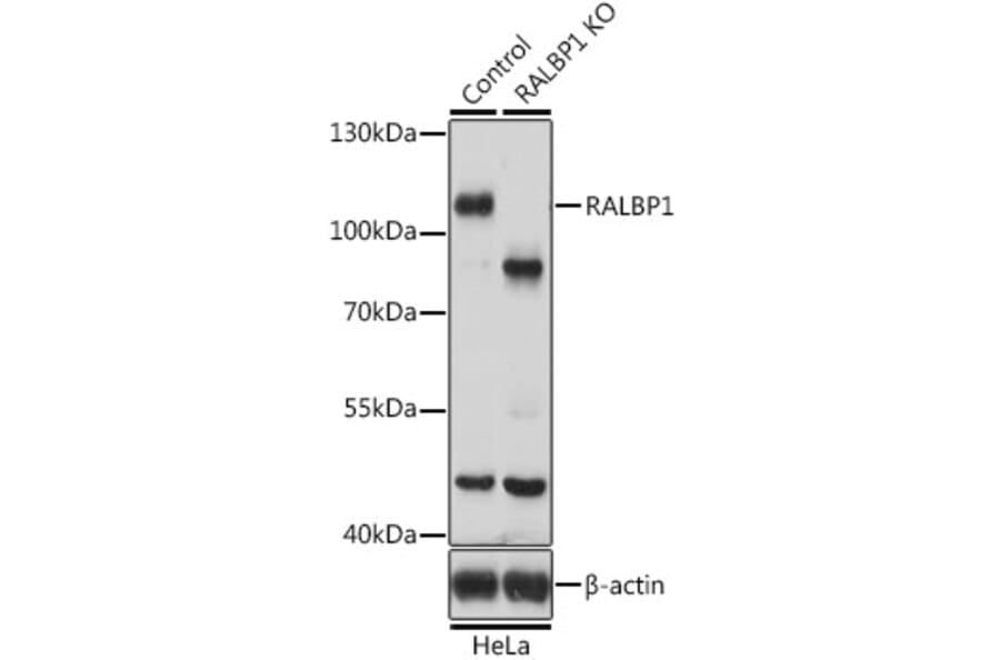 Western Blot - Anti-RALBP1 Antibody (A13307) - Antibodies.com
