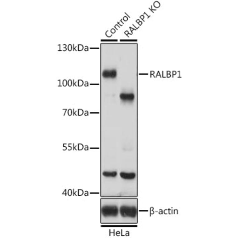 Western Blot - Anti-RALBP1 Antibody (A13307) - Antibodies.com