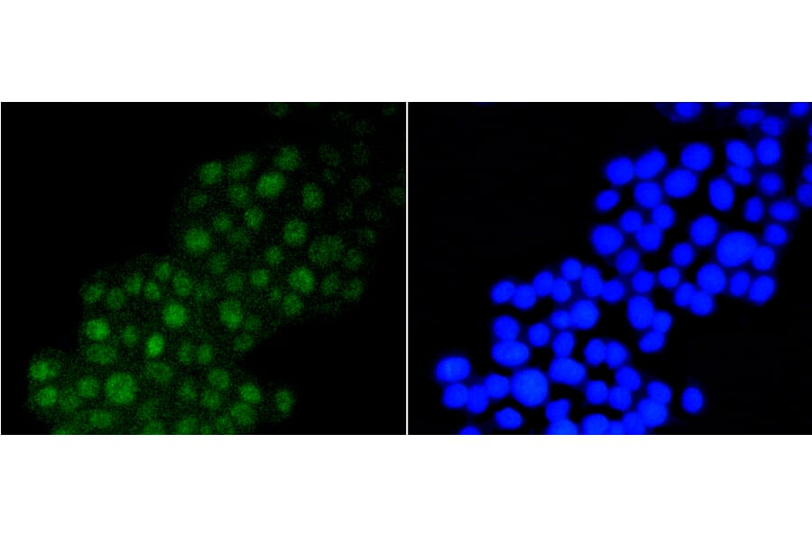 Immunofluorescence - Anti-DGCR8 Antibody (A11404) - Antibodies.com