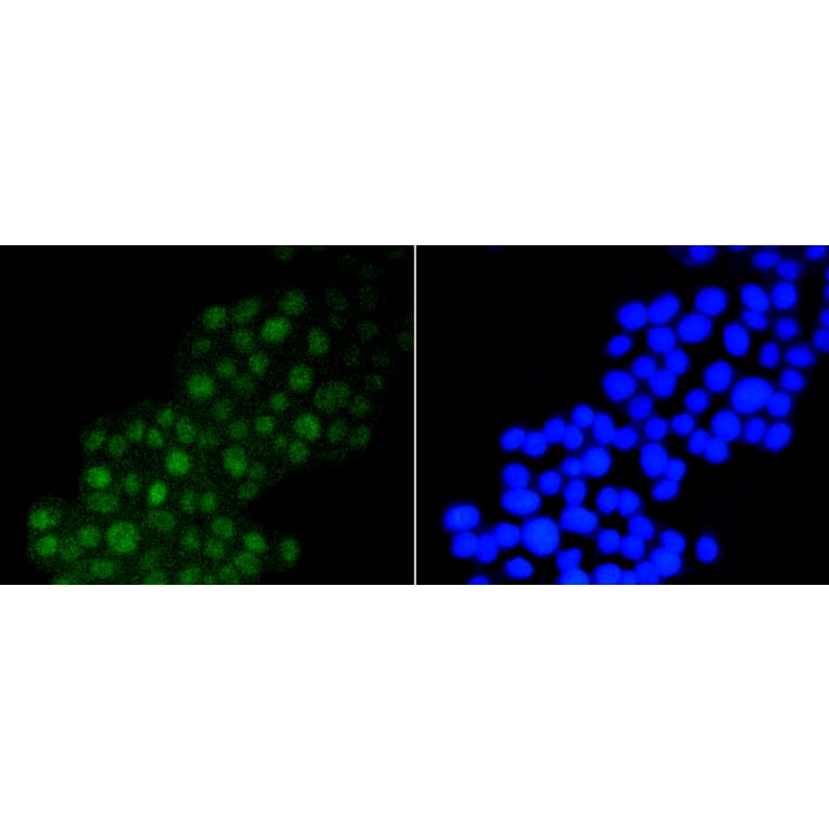 Immunofluorescence - Anti-DGCR8 Antibody (A11404) - Antibodies.com
