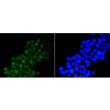 Immunofluorescence - Anti-DGCR8 Antibody (A11404) - Antibodies.com