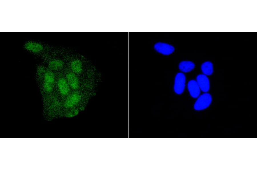 Immunofluorescence - Anti-DGCR8 Antibody (A11404) - Antibodies.com