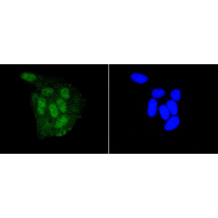 Immunofluorescence - Anti-DGCR8 Antibody (A11404) - Antibodies.com