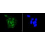 Immunofluorescence - Anti-DGCR8 Antibody (A11404) - Antibodies.com