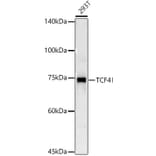 Western Blot - Anti-TCF-4 Antibody (A13309) - Antibodies.com