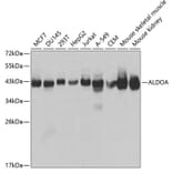 Western Blot - Anti-Aldolase Antibody (A13312) - Antibodies.com