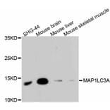Western Blot - Anti-MAP1LC3A Antibody (A11428) - Antibodies.com