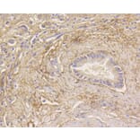 Immunohistochemistry - Anti-MAP1LC3A Antibody (A11428) - Antibodies.com