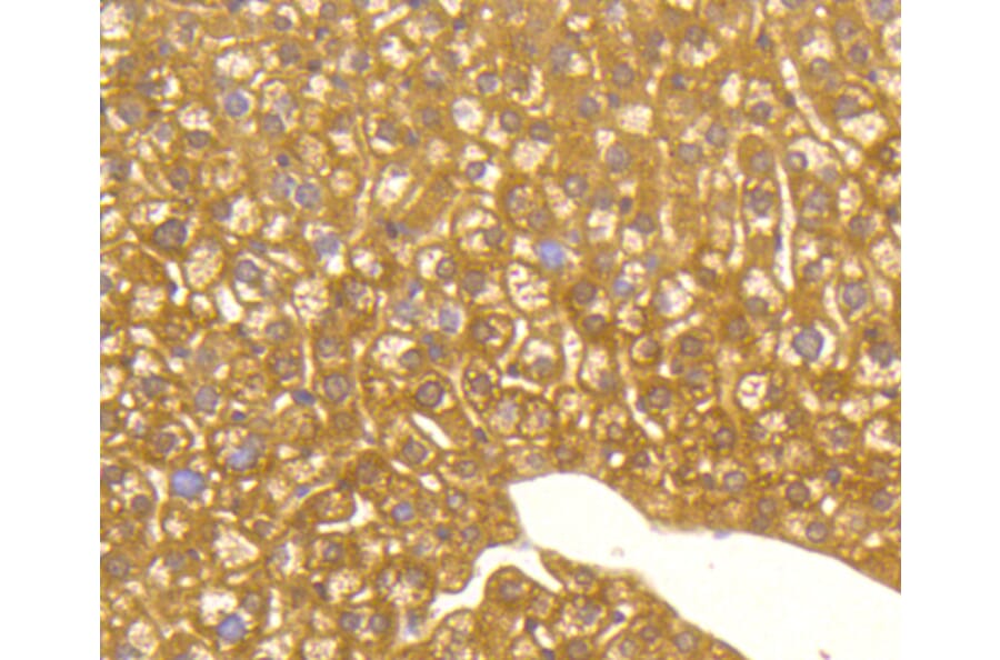 Immunohistochemistry - Anti-MAP1LC3A Antibody (A11428) - Antibodies.com