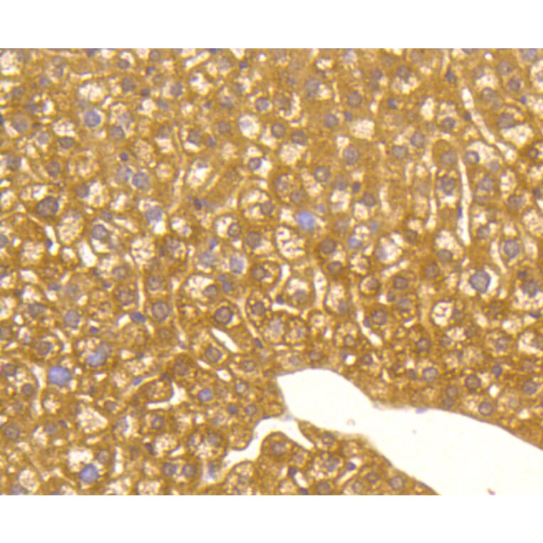 Immunohistochemistry - Anti-MAP1LC3A Antibody (A11428) - Antibodies.com