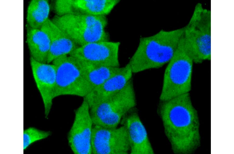 Immunofluorescence - Anti-MAP1LC3A Antibody (A11428) - Antibodies.com