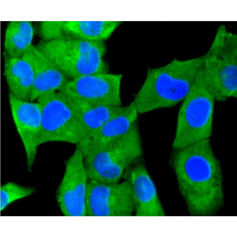 Immunofluorescence - Anti-MAP1LC3A Antibody (A11428) - Antibodies.com