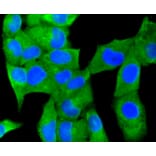Immunofluorescence - Anti-MAP1LC3A Antibody (A11428) - Antibodies.com