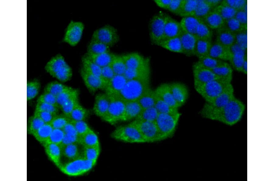 Immunofluorescence - Anti-MAP1LC3A Antibody (A11428) - Antibodies.com