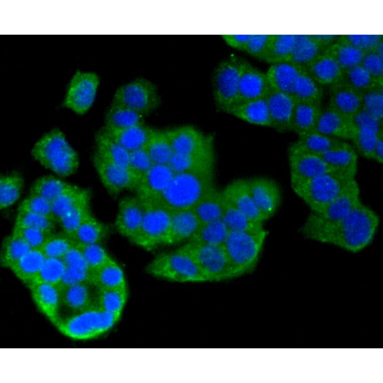 Immunofluorescence - Anti-MAP1LC3A Antibody (A11428) - Antibodies.com
