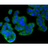 Immunofluorescence - Anti-MAP1LC3A Antibody (A11428) - Antibodies.com