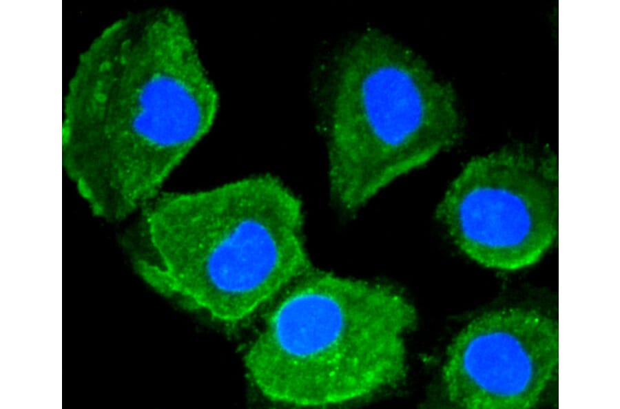 Immunofluorescence - Anti-MAP1LC3A Antibody (A11428) - Antibodies.com