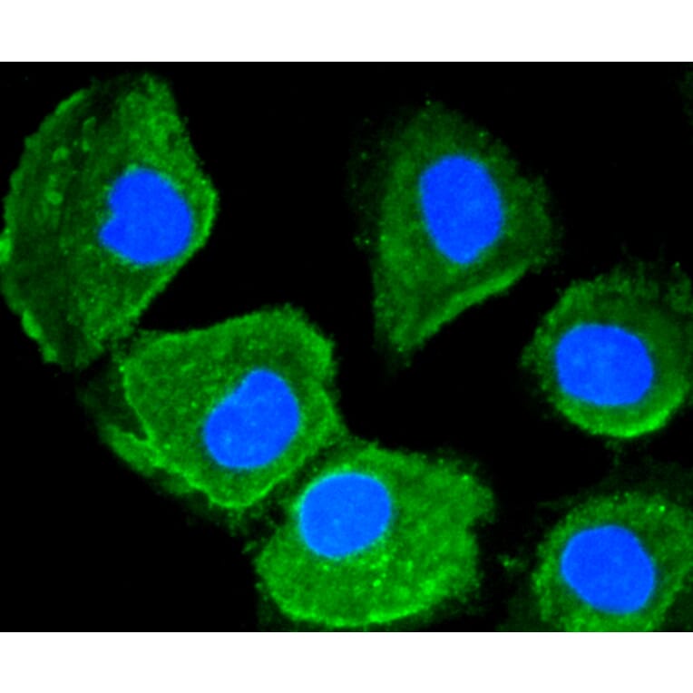 Immunofluorescence - Anti-MAP1LC3A Antibody (A11428) - Antibodies.com