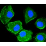 Immunofluorescence - Anti-MAP1LC3A Antibody (A11428) - Antibodies.com