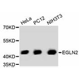 Western Blot - Anti-EGLN2 Antibody (A11437) - Antibodies.com