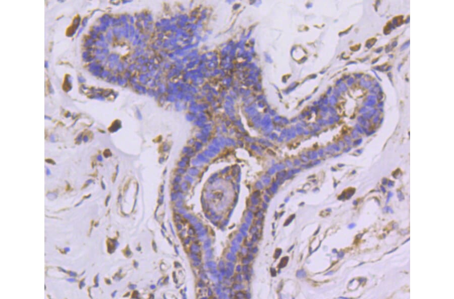Immunohistochemistry - Anti-EGLN2 Antibody (A11437) - Antibodies.com