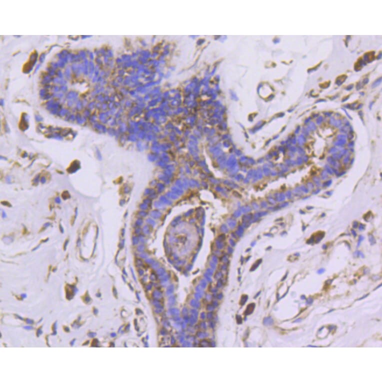 Immunohistochemistry - Anti-EGLN2 Antibody (A11437) - Antibodies.com