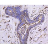Immunohistochemistry - Anti-EGLN2 Antibody (A11437) - Antibodies.com