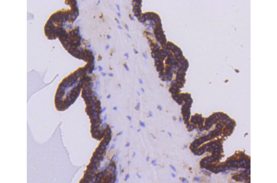 Immunohistochemistry - Anti-EGLN2 Antibody (A11437) - Antibodies.com