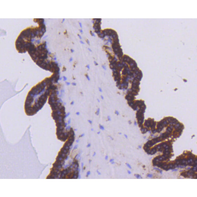 Immunohistochemistry - Anti-EGLN2 Antibody (A11437) - Antibodies.com
