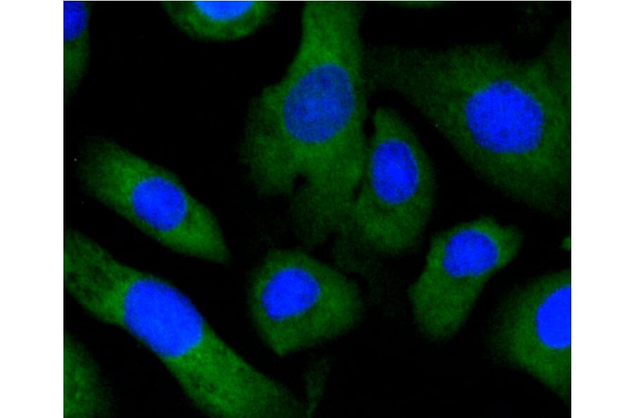 Immunofluorescence - Anti-EGLN2 Antibody (A11437) - Antibodies.com