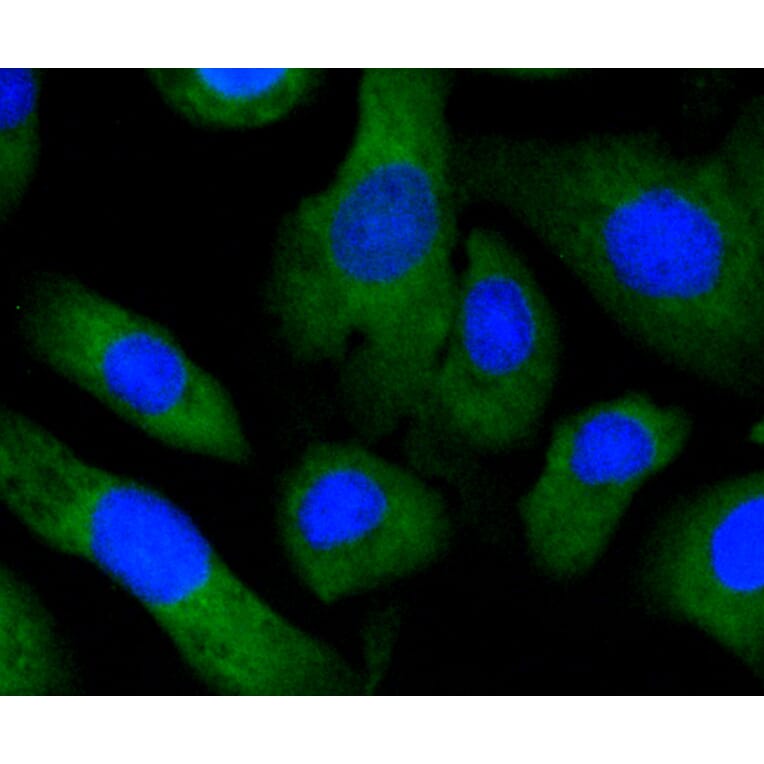 Immunofluorescence - Anti-EGLN2 Antibody (A11437) - Antibodies.com