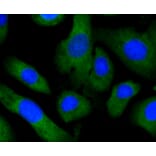 Immunofluorescence - Anti-EGLN2 Antibody (A11437) - Antibodies.com