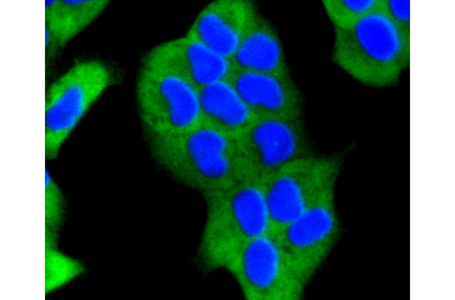 Immunofluorescence - Anti-EGLN2 Antibody (A11437) - Antibodies.com