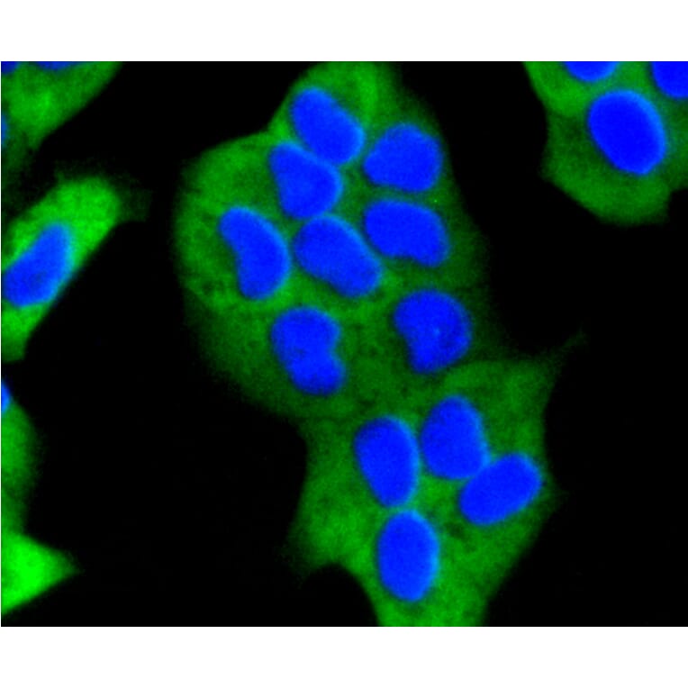 Immunofluorescence - Anti-EGLN2 Antibody (A11437) - Antibodies.com