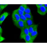 Immunofluorescence - Anti-EGLN2 Antibody (A11437) - Antibodies.com