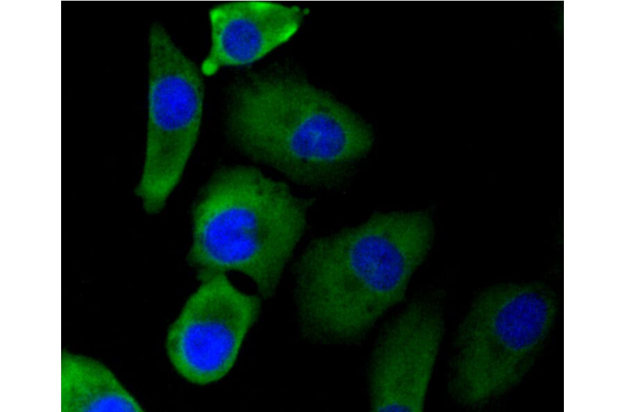 Immunofluorescence - Anti-EGLN2 Antibody (A11437) - Antibodies.com
